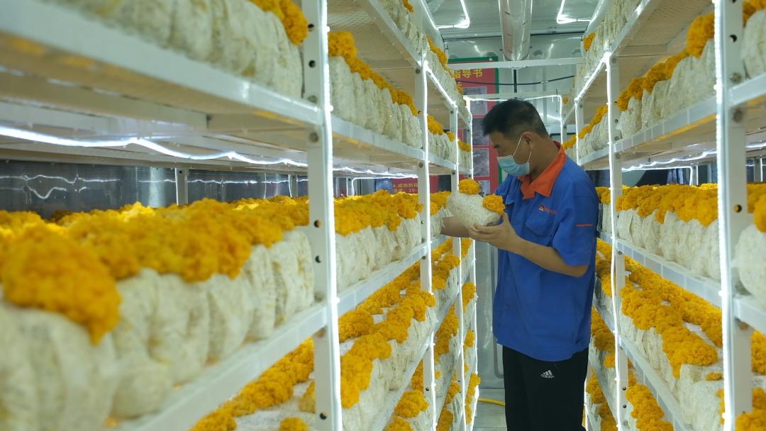 ɽ�|���f�����S�𡱮a(ch��n)�I(y��)����ġ������������Ƽ���(w��n)�a(ch��n)��